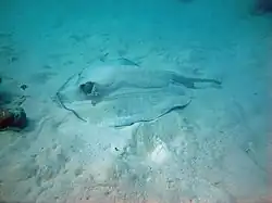 Urogymnus asperrimus