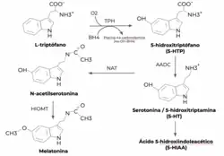 La reacción de hidroxilación del triptófano catalizada por TPH da lugar a 5-hidroxitriptófano, pudiendo este último convertirse en serotonina, conocida científicamente como 5-hidroxitriptamina, mediante la acción de la enzima L-aminoácido aromático descarboxilasa. La serotonina puede ser acetilada por N-acetiltransferasa y convertirse en N-acetilserotonina, molécula precursora de la melatonina, que da lugar a esta última al ser metilada por hidroxilindol-O-metiltransferasa.