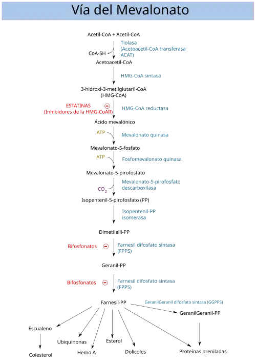 Vía del mevalonato
