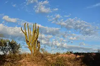 Cactus del valle del Yaqui, Sonora
