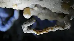 Helictita de unos pocos centrímetros que ha llegado a crecer hacia el techo en su último tramo.