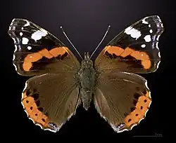 Vanessa atalanta (vista dorsal)