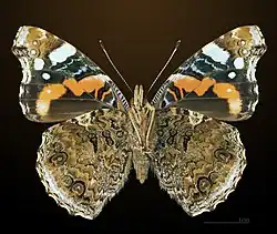 Vanessa atalanta (vista ventral)