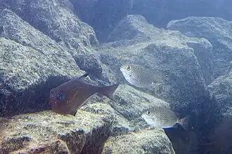 Pareja de S. spinus precedida por Pempheris vanicolensis