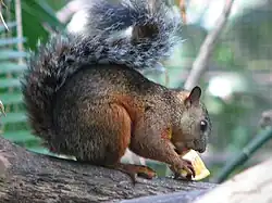 Sciurus variegatoides