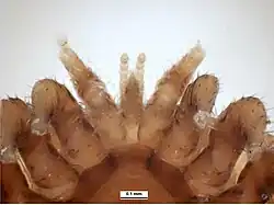 Piezas bucales (primer plano)