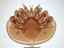 Vista ventral