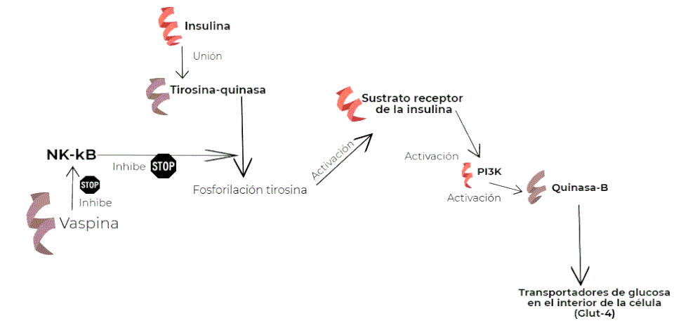 Metabolismo de la insulina-vaspina