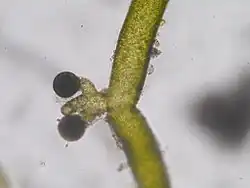 Órgano reproductivo