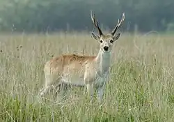 Venado