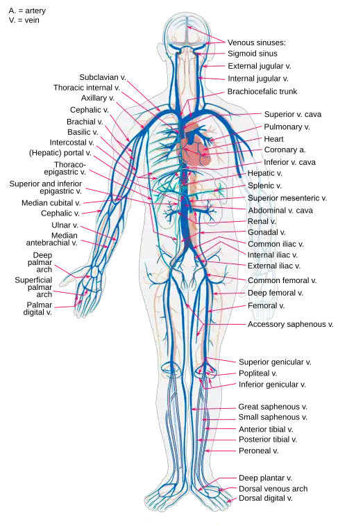 Diagrama de las principales venas del cuerpo humano