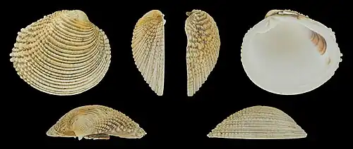 Venus verrucosa verrucosa Valva derecha