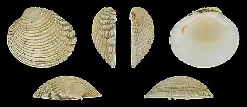 Venus verrucosa simulans Valva izquierda