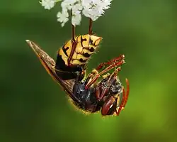 Vespa crabro germanica manipulando a su presa