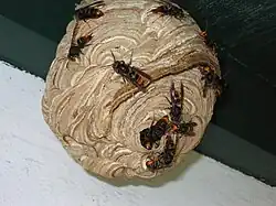 Vespa velutina en alerta en la colmena