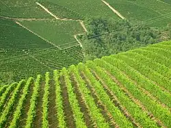 Paisaje vitícola de Langhe