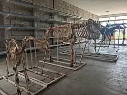 Esqueletos de herbívoro exhibidos en el museo veterinario de la UNLaR sede Chamical.