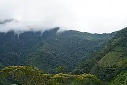 A.C.P La Niebla forest