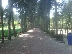 Vista de la calle Catalpás en el Vivero Coyoacán.