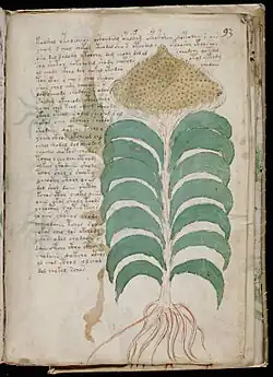 El «girasol voynichés» del f93r, identificado como Helianthus annuus por el botánico Hugh O'Neill (1944).[98]​