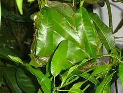 Nido en árbol de mango