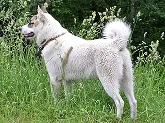 Laika de Siberia Occidental