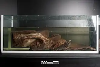 Tráquea de la ballena (Balaenoptera acutorostrata).