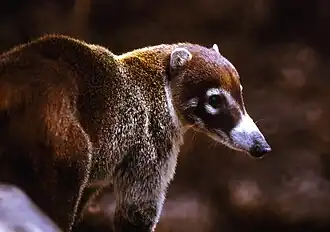 El coatí de nariz blanca (Nasua narica) es uno de los mamíferos silvestres más comunes de Costa Rica, registrado en al menos 9 de las 11 áreas de conservación del país.[43]​