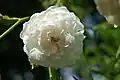 Rosa 'White Dorothy', B.R. Cant 1908.