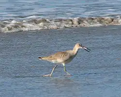 El playero aliblanco (Tringa semipalmata), conocido localmente como pigüilo, abundante en la costa del Pacífico costarricense durante el otoño (de agosto a setiembre) y la primavera (de finales de marzo a finales de mayo). Fotografiado en Manuel Antonio.