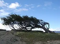 Imagen de un árbol moldeado por el viento debido a los fuertes vientos