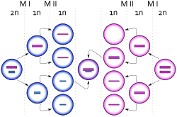 Diagrama que representa el nacimiento de una célula con carotipo&nbsp;XXY debido a un evento de no disyunción en un cromosoma&nbsp;X durante la meiois&nbsp;II femenina. Los círculos azules representan células masculinas y los rosas células femeninas. Las barras azules y rosas representan cromosomas&nbsp;X y Y respectivamente.