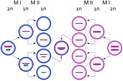 Diagrama representando el nacimiento de una célula con cariotipo&nbsp;XXY debido a un evento de no disyunción de un cromosoma X desde un cromosoma Y durante la meiosis I en el padre. Los círculos azules representan células masculinas y los rosas células femeninas. Las barras azules y rosas representan cromosomas X y Y respectivamente.