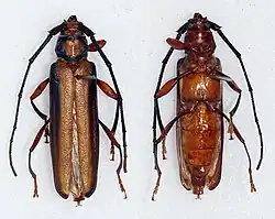 Xystrocera festiva