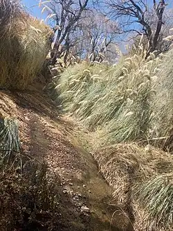 YAVI CHICO - Rio la Palca "Cortaderas y Sauces"