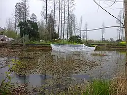 Criadero de ranas para consumo, se utiliza una bolsa plástica dentro de una laguna en Hubei, China