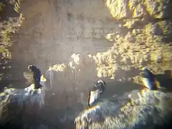 Yavi Chico - Avistage de Cóndores Censo M.H