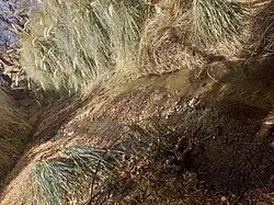 Yavi Chico - Cortaderas de Rio La Palca