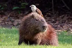 Relación simbiótica entre un caracara y un capibara.