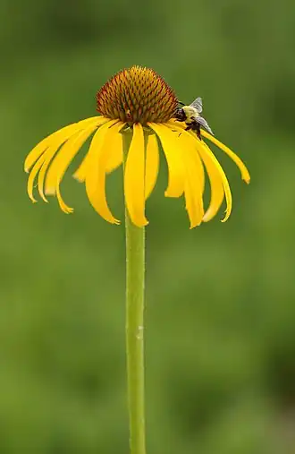 Flor y una abeja