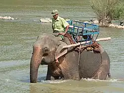 Un guardabosques vietnamita.