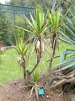 Yucca gigantea