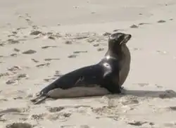 León marino de las Galápagos