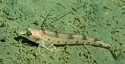 Cepillo espina larga (Zaniolepis latipinnis)