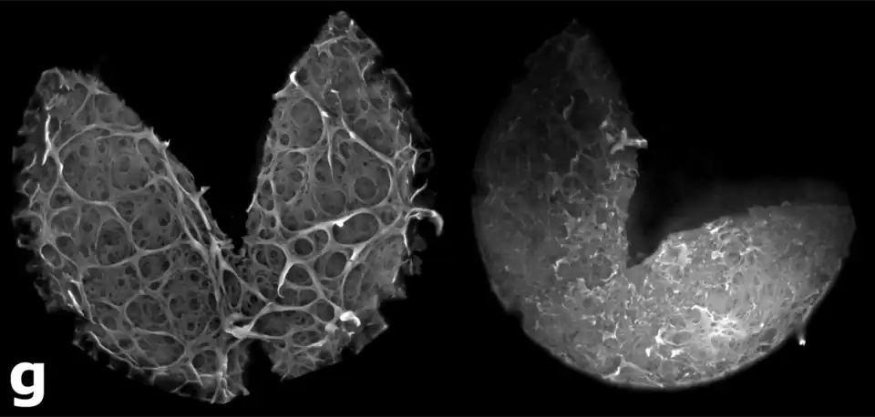 Zona pelúcida vacía, en etapa de eclosión del blastocisto. Microscopio confocal