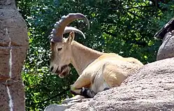 Tur del Cáucaso Occidental (estado: casi amenazado)