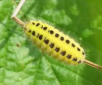 Larva de Zygaena filipendulae