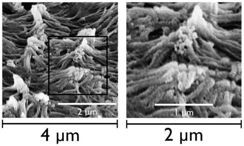 Imagen 3D de microvellosidades, en la superficie apical de enterocitos. Microscopio electrónico de barrido